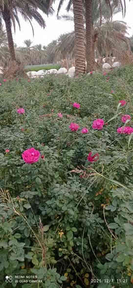 تشكيله مرتبه 😉 
واسعار رمزيه 🫰

بمشتل بابل بفضل الله تشكيله مميزه من الاشجار الخارجيه المقاومه لاجوائنا  والضروف الصعبه متوفره في مشتلنا بكميات كبيره 

                         اذا موه شراي لا تشلع كلبي 😁
                              #للجمله_فقط 
#وبأسعار_مناسبه_لاصحاب_المشاتل_والدوائر_البلديه_ #والمشاريع_وحملات_التشجير
#العنوان / بابل طريق حله نجف رارنجيه المجريه 
للاستفسار //             👇
#ابو_دانيال.    ***********
