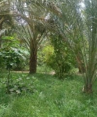 طوريج المنفهان • أرض زراعية • دونم ونص