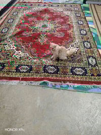 نهاية موسم وريد ابيع مابيهة عيب ب10فقط شراي 07824139040