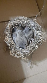 بلابل • طيور بلبل • بلبل عراقي • بلابل للبيع • طيور للبيع • طيور • بلب...