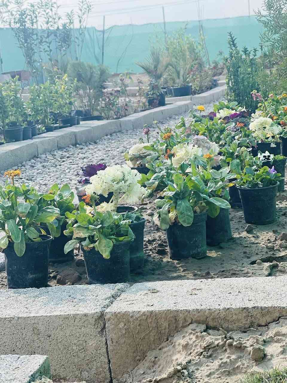 السلام عليكم وصول وجبة أشجار مختلفة باحجام عاليه وسعر مناسب. ويتوفر. لدينا ثيل هندي وبسعر مناسب. مستعدون تجهيز الحدائق العامه والمنزلية من متر إلى ألف متر

#العنوان#جنوب الموصل قرب مول الشاهين
#مشتل_الخضر #مجاور #خدمات #الخضر


**إذا كنت صاحب هذا الإعلان وتريد حذفه لأي سبب، رجاءا أرسل رسالة إلى الدعم الفني**