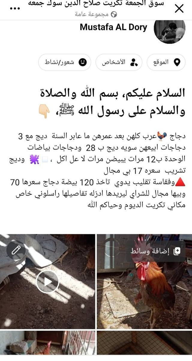 السلام عليكم، بسم اللّٰه والصلاة  والسلام على رسول الله ﷺ، ما شاء اللّٰه تبارك الرحمـٰن 👇🏻
السلام عليكم، بسم اللّٰه والصلاة  والسلام على رسول الله ﷺ، ما شاء اللّٰه تبارك الرحمـٰن 👇🏻
دجاج 🐓عرب كلهن بعد عمرهن ما عابر السنة  ديج مع 3 دجاجات ابيعهن سويه ديج ب 28  ودجاجات بياضات   الوحدة ب12 مرات يبيضن مرات لا عل اكل  ،◽🫟  وديج تشريب  سعره 17 بي مجال  
🔺وفقاسة تقليب يدوي  تاخذ 120 بيضة دجاج سعرها 70 وبيها مجال للشراي ليريدها ادزله تفاصيلها راسلوني خاص مكاني تكريت الديوم وحياكم اللّٰه


**إذا كنت صاحب هذا الإعلان وتريد حذفه لأي سبب، رجاءا أرسل رسالة إلى الدعم الفني**