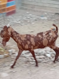 افغانيه • نمري • للبيع
