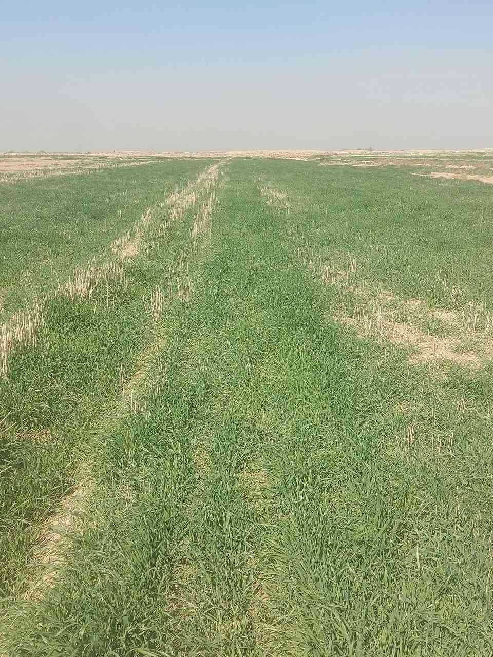 السلام عليكم (25دونم چاير للبيع)
الشراي يتصل ***********
