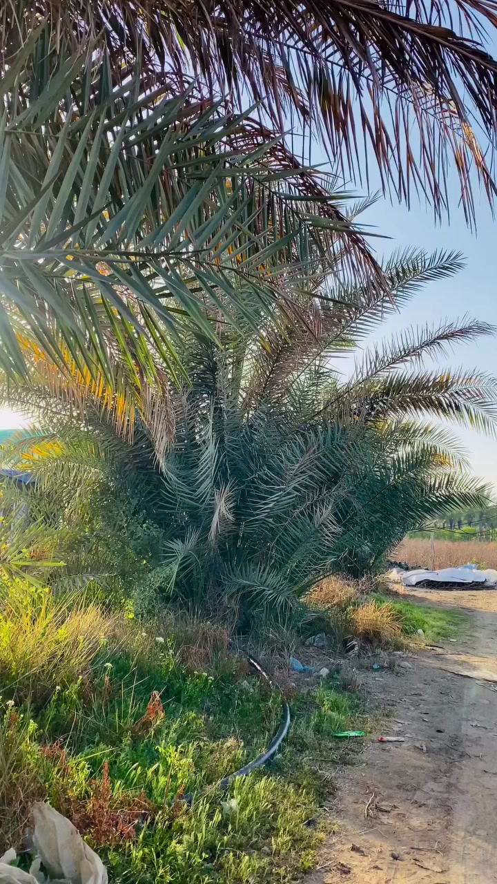 فسائل نوع تبرزل قلع جديد ان شاء الله مكانة مفرق الفلوجة والتوصيل داخل سامراء فقط الاسعار حسب الاحجام وعدنة فسائل عملاقة يتراوح طولهة من متر ونص الى 4ونص 
حياكم الله


**إذا كنت صاحب هذا الإعلان وتريد حذفه لأي سبب، رجاءا أرسل رسالة إلى الدعم الفني**