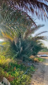 فسائل تبرزل • ١٫٥م-٤٫٥م • مفرق الفلوجة