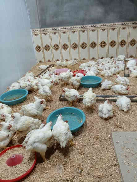 السلام عليكم
علوة فهد عيد المركزيه 
العنوان سايدين التأميم الفاصل بين 8شباط والتأميم  قرب شارع السراميك وعاء سنتر  
يوجد لدينا دجاج حي بيع على الوزن اليوم12/7 المصادف يوم الاحد  الكيلو ٣٢٠٠ تنضيف الدجاج وتكطيعه . ومستعدون لتجهيز كافه المناسبات والمطاعم يوجد لدينا حجز عبر الارقام التاليه
فهد عيد ***********
علي ابو جمعه ***********
محمد عيد***********
حياكم الله يتم افتتاح العلوه 
من ٨ صباحاً إلى ٩ ليلاً .
من رخصت الأدمن
