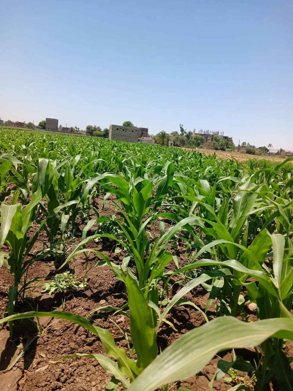 للبيع  قطعه ارض 6فدان محاصيل فى بنجرالسكر ملك نهائي الرى بحارى الارض تزرع جميع المحاصيل والاشجا ر تربه ممتاز جدا حيازة وكرت فلاح 01124734747/01276727793


**إذا كنت صاحب هذا الإعلان وتريد حذفه لأي سبب، رجاءا أرسل رسالة إلى الدعم الفني**