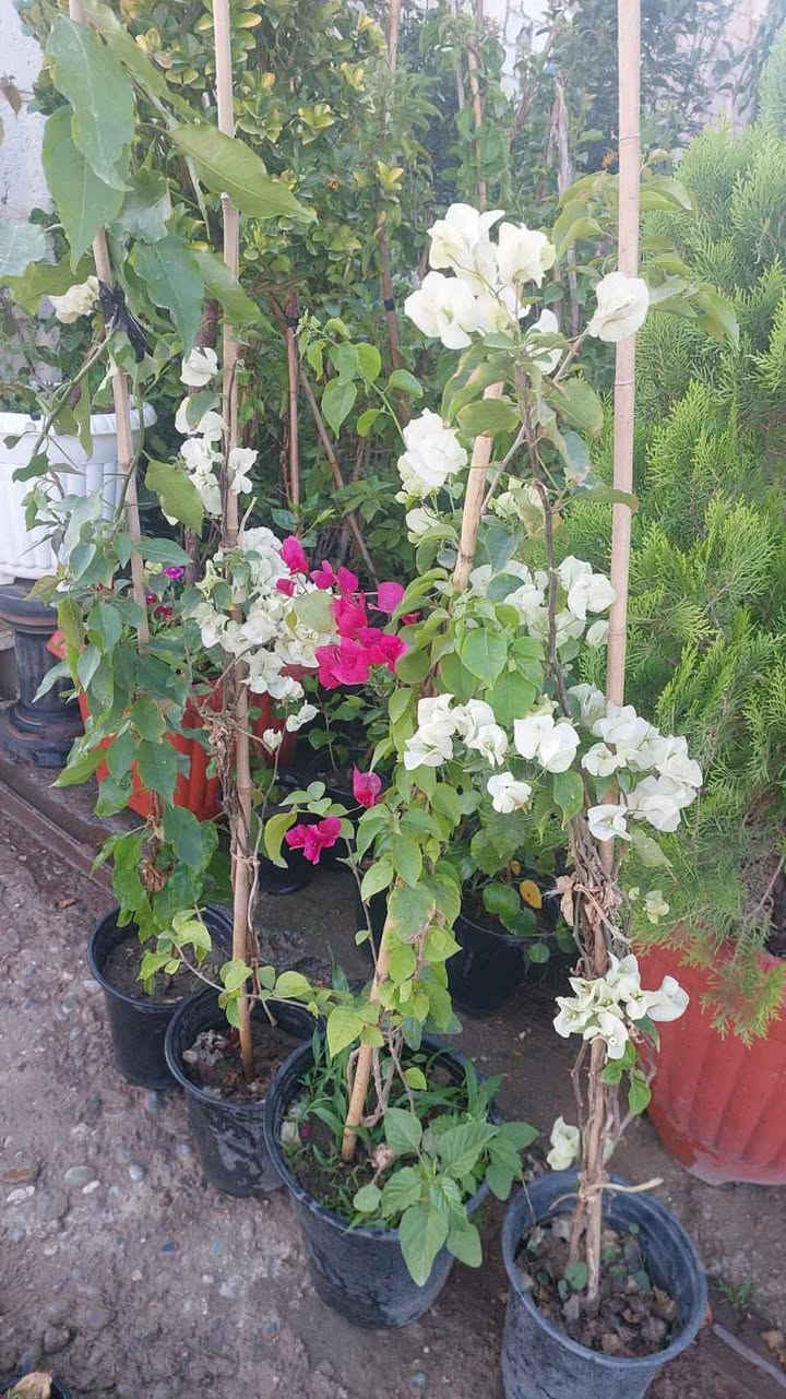 نباتات طبيعية للبيع هولنديه يوجد توصيل جميع محافظات كركوك, العراق


**إذا كنت صاحب هذا الإعلان وتريد حذفه لأي سبب، رجاءا أرسل رسالة إلى الدعم الفني**