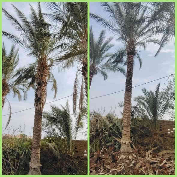 تكريب وتنضيف النخيل 🌴🌴

للأتصال *********** 📞

قبل وبعد التكريب والتنضيف 👇👇
