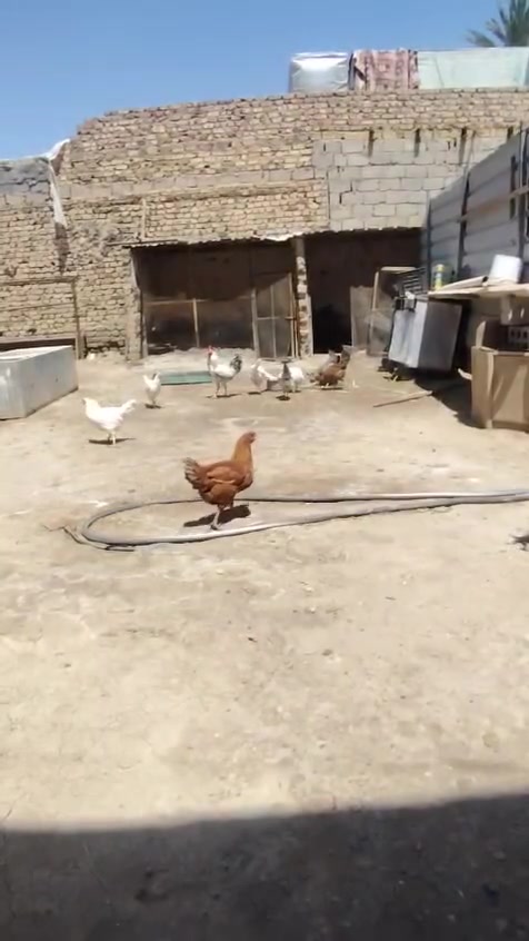 صلو عل نبي
اخوان ٢٠ دجاجه +٥ ديوجه الدجاج كله بيض خشنات ملقحات صحه خير من الله الدجاجت متعوب عليهن حيل الوان كلش حلوه الدجاجت خير من الله هاذا تصوير مكانهن #حالين هنه يمي بل #محل جبتهن للمحل #عنواني #المحاويل. مقابيل كراج المحاويل عل شارع العام قرب مركز الشرطه اليريد من عدهن يتفضل #للمحل اني بخدمته ماعدي حجز #عنون المحل المحاويل مقابيل كراج المحاويل


**إذا كنت صاحب هذا الإعلان وتريد حذفه لأي سبب، رجاءا أرسل رسالة إلى الدعم الفني**