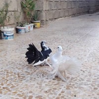 متاح • ٣٥