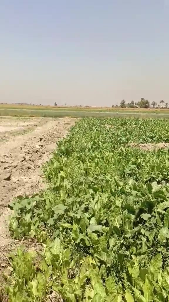 دوانم للبيع طابوا صرف سند 25 في بغداد اليوسفيه  مخدومه من كل النواحي كهرباء شارع ماي ترهم مشاريع مثلا حقول معمل او مزرعه  للاستفسار ***********
