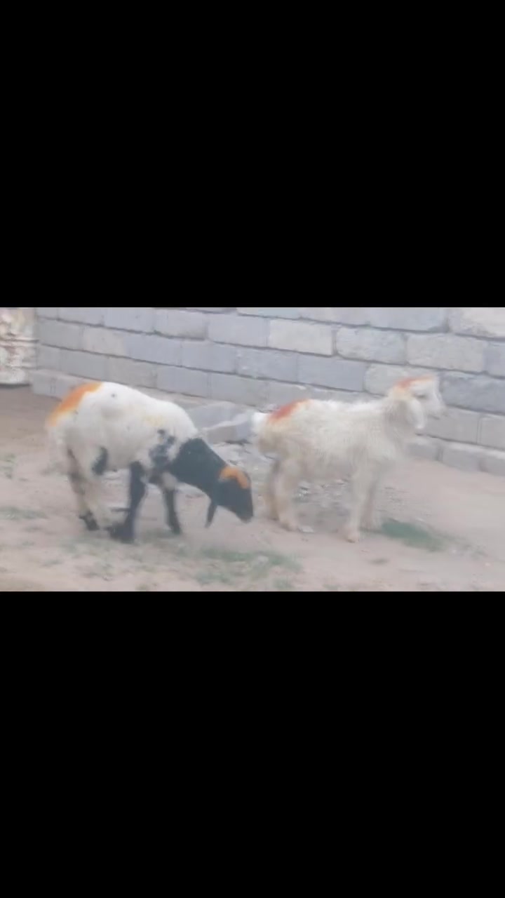 سلام عليكم يوجد طليان العدد 2 مال مجنوي شرط النصاحه العنوان بيجي ***********
