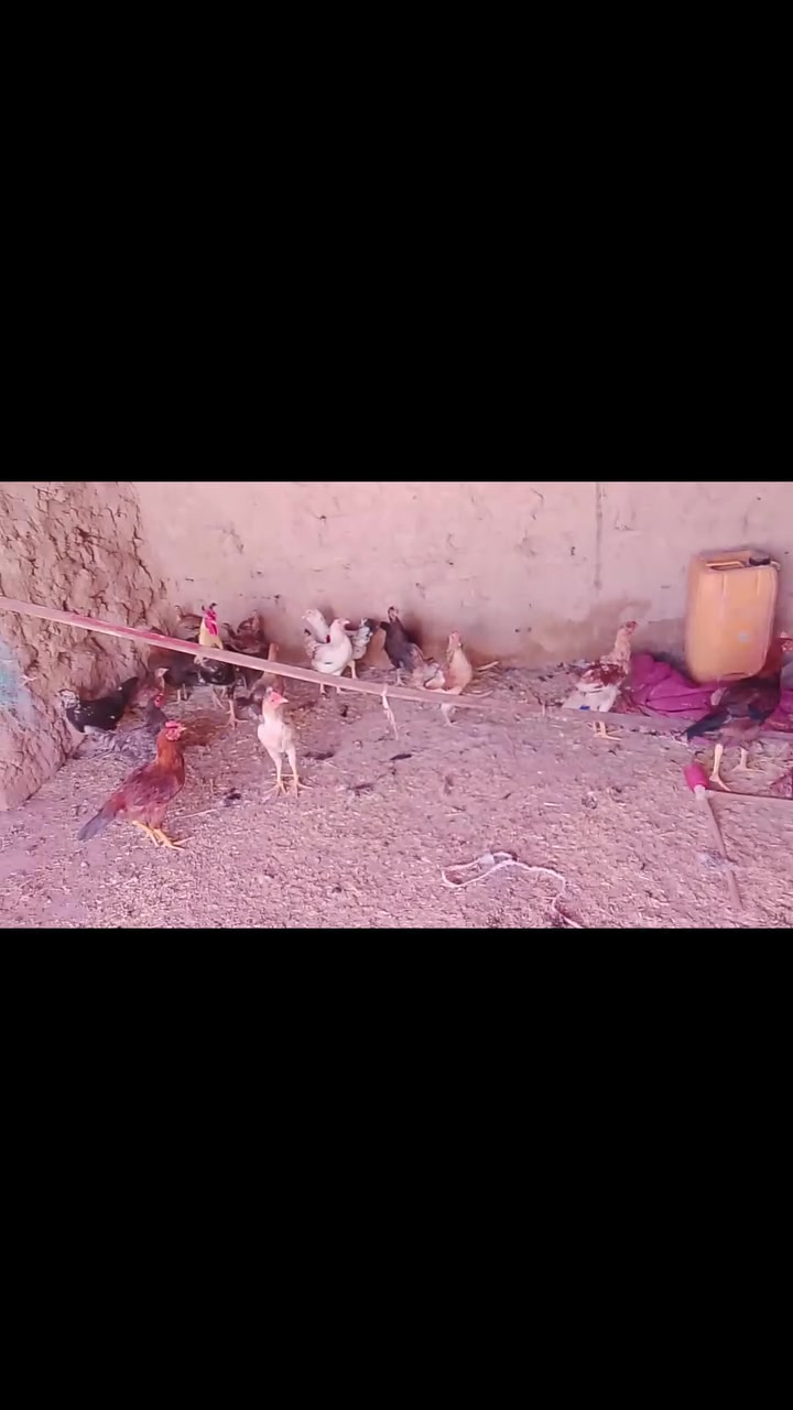 سلام وعليكم يوجد دجاج عرب،للبيع فراريج وديوكه،ويوجد،دجاجه،وراها6افراخ سعره35.  ***********
