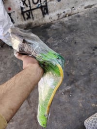 سيبايه • مكاني • خانقين