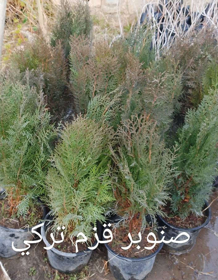 متوفر في مشتلنا
ناحية الزاب 
***********
