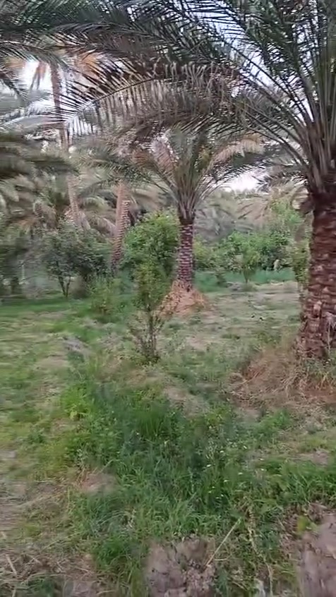 سلام عليكم بستان البيع 3دوانم في كربلاء الحسنيه منطقه ابو طحين طابو زراعي سند25 للاستفسار ***********
***********
