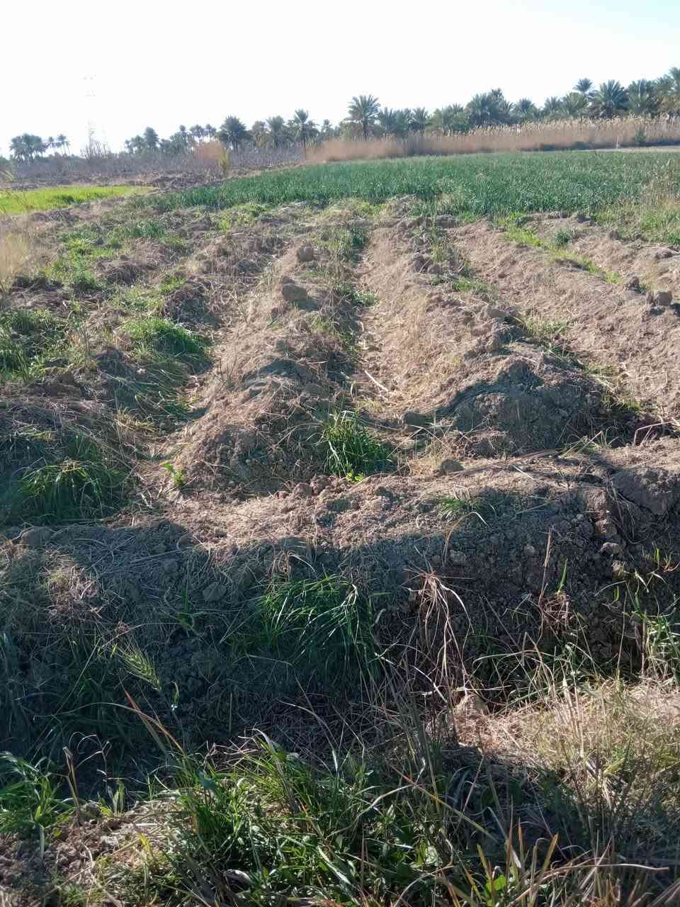 ارض زراعيه للبيع 10دونم بابل كفل بني مسلم رقم ***********
