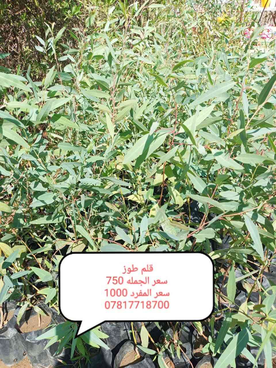 مشتل الجمعيه
على بركه الله توفرت مجموعه من النباتات الخارجية جمله ومفرد 
الدجيل الجمعيه خلف الدفاع المدني 
للاستفسار والحجز مازنجر واتساب ***********
