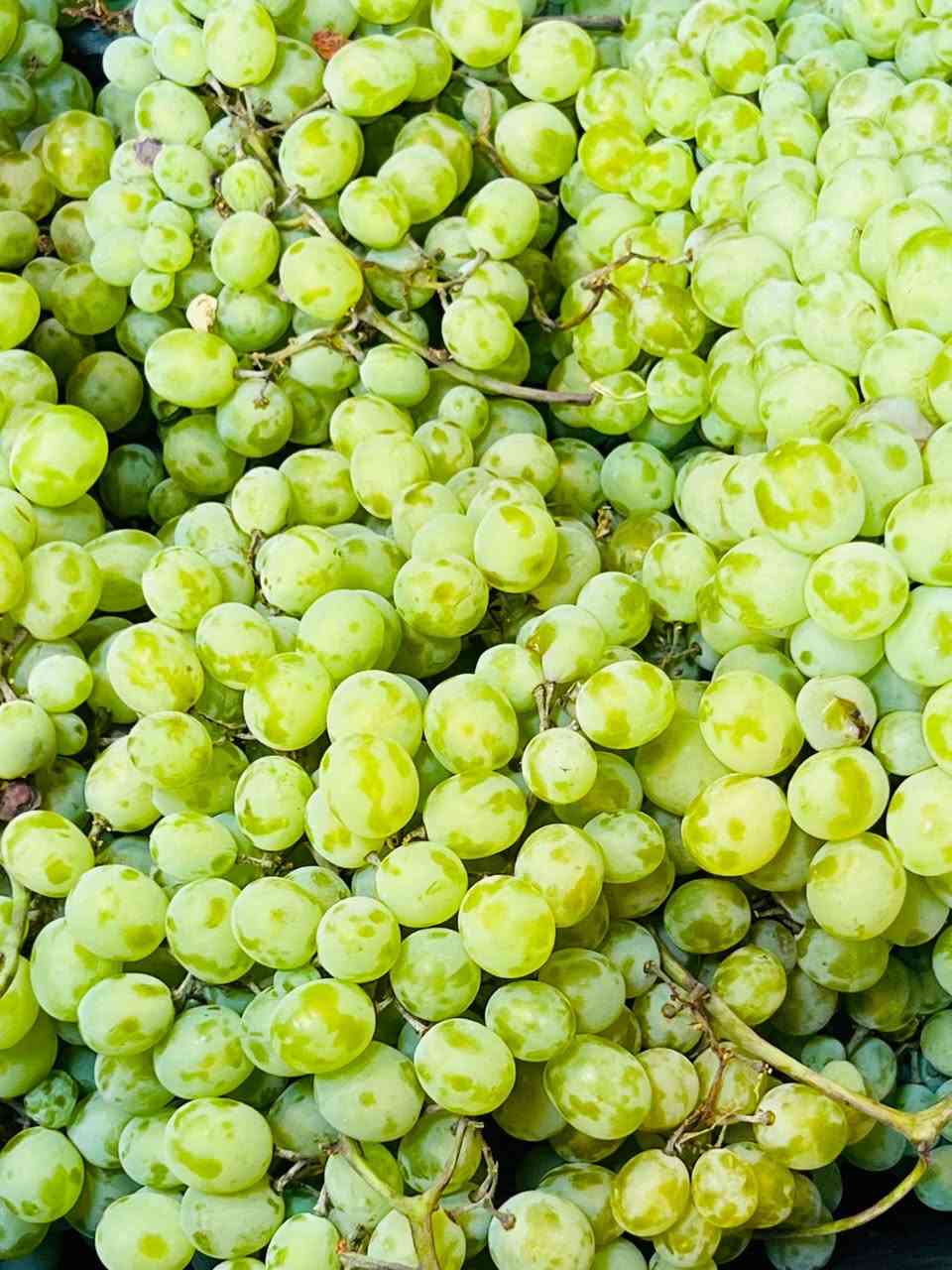 🟢🌿 بفضل الله توفّر المسواك الجديد 🌿🟢
📦 خدمة توصيل + بيع مباشر
🗓 الأسعار ليوم الجمعة  3/ 7 / 2026

🟠🧅 خضروات
🍅 طماطة عراقية 750 
🍆 باذنجان عراقي 750
🥔 بطاطا عراقية 1000
🟡 بصل أصفر: 1000 
⚪ بصل ابيض 1000
🩸 بصل احمر 1000
🥒 خيار عراقي 1000

🧅 بصل دولمة 1500
🧅 بصل اخضر 1500

     شجر 1500
  🥕 جزر اصفر كيس 1500

🥬 خس ايراني 1500

🥬 لهانة بيضة: 1000
🥬 لهانة حمرة: 1000
🥦 قرنابيط 1500

🫑 فلفل اخضر بارد 2000
🌶️فلفل حار 2000

🫛 باميا    كيلو 2500

🔴🍉 فواكه

🍉ركي ااحمر ك 750
بطيخ  عسلي 1000

🍌 موز   : 2000

♥️ رمان افريقي   6000

🍐 عرموط سوري  2500

🍍 اناناس قطعة 5000
🍏 سفرجل: 5000
🥑 افكادو 8000

🍋ليمون اصفر افريقي 3000 
🍋 ليمون اخضر 4000

🍊 برتقال مصري 1500
🍊 لالنكي مصري 2000

🍎 تفاح
🔴 تفاح أحمر: 1500
🟡 تفاح أصفر: 2000
🍯 تفاح سكري: 3000🇮🇹

🟣🍓 فواكه مميزة

تين عراقي كيلو ب 8000
🍒كرز كيلو ب 4000 
🍑 مشمش اردني   2500

🍑 خوخ  مسكي 2000
🍑 خوخ كعكي 2500

🍑 الو احمر 2000
🍑 الو اصفر ذهبي 2000
🍑 الو باذنجاني عراقي 2500
🍑 الو الجوهرة 2500

🫒 تفاح ازغار  1500

🍇عنب اسود عراقي 1500
🍇 عنب ابيض عراقي 1500

🍇عنب اسود عسلي 3500
🍇 عنب اخضر بدون نوى 3500

 🥭 منكا يمنية 6000
🥝 كيوي مزدوج: 3000

🟤🌴 تمر ومشتقاته

🌴 رطب الجوادين علبة 2500.
🌴 تمر منزوع النوى 1250
🌴 عجينة تمر مدكوكة 1500
🌴 كرات التمر بالسمسم 1500

🔴🥩 لحوم ودواجن

🥩 لحم عجل: 14000
🥩 لحم عجل شرح: 16000
🍖 لحم عجل مثروم: 15000
🍖كسور عجل فراسم 7000

🐓 دجاج حي كبار مع الذبح والتنظيف: 8500
🍗 أفخاذ / صدر / أجنحة (ذبح): 6000
🧠 كبد مع حواصل: 5000
🍗 رجلين دجاج: 1500
🐔 راس دجاج: 1000

🔵🐟 أسماك
🐟 سمك سمتي عدل: 6000

🟡🥫 مواد غذائية ومنوعات
🌽 ذرة صفرة جاهزة: 1500
🫚 زنجبيل: 9000

🟢 دبس ورُاشي
دبس الشمس:  1500 / 3500
دبس رمان أحمر / أسود: 3000
راشي الشهباء وسط: 2500 
راشي الشهباء كبير / 5000

🥒 طرشي وزيتون
طرشي مصلاوي مدبس / حامض كيلو: 4000
نص كيلو: 2000
خيار مخلل إسباني علبة: 3000
زيتون أسود / أخضر: 2000

🧄 إضافات

باقلاء مفلسه وجهين مجمدة كيس 2500
فنكر بطاطا وزن كيلو كيس 3000
ذرة حلوة مجمدة كيس 2000

حب الرمان مجمد كيس 6000
توت ازرق مجمد كيس 6000
توت احمر العليق كيس 6000
فراولة مجمدة كيس 400 غم 2500
فراولة مجمدة كيس 1 كغم 5000
ثوم وزن درجة أولى كيلو: 5000

ثوم شريط: 1000

تمن عنبر خضراوي 3000
تمن جوكر كيلو: 2500
زيت بطل 3000
معجون رينو صغير: 1500
ورق عنب علبة 1500
بزاليا علبة: 1000
بهارات قصر التوابل بانواعها : 1000

🌿 خضرة
🌱  (كرفس، ،، ) 10 بـ 1000
   🌿 ريحان 8 ب 1000
🌿 
🌿 سلك 6 بـ 1000

📞 للحجز:
📲 *********** (اتصال / واتساب / تلكرام)
❗ لا يوجد لدينا فرع آخر
#اتسوكلي_فرع_الشطرة #توصيل #خضروات #فواكه #عروض_اليوم
