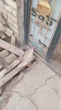 منطقة النفط • ١٠٠م • غرفتين