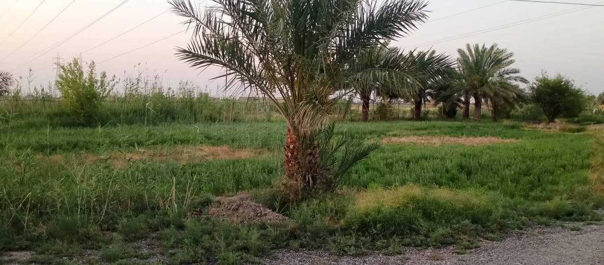 بستان أربع دوانم+بيت بناء حديث مساحته 300 ، خلف معمل الزيوت شارع التبليط الجديد ***********
***********
