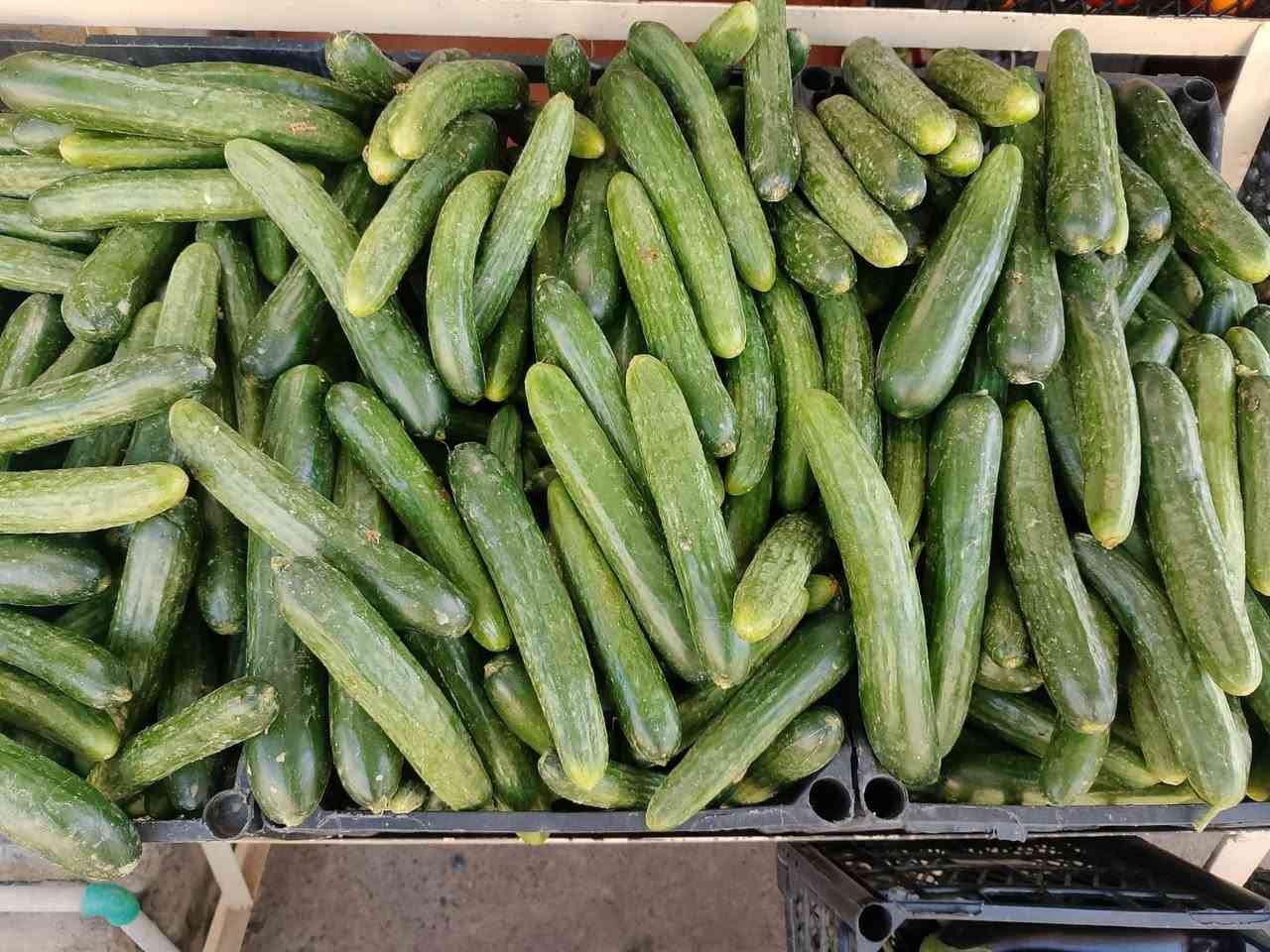 مسواك اليوم 
طماطة 750
خيار 1250
اسود1250
بطاطة 750
شجر 1250
باجله 1500
لهانه 500
بصل كرستال 750
بصل أصفر 500
موز 1500
تفاح 1250
برتقال 1250
يوسفي 1000


**إذا كنت صاحب هذا الإعلان وتريد حذفه لأي سبب، رجاءا أرسل رسالة إلى الدعم الفني**