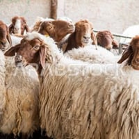 مكلف بل نشر   كصاب طليان   على باب الله ذبح وصلخ وتقطيع كلة ب10 الاف ل...