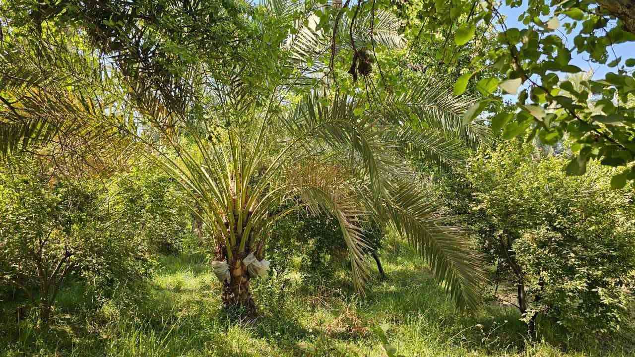 فرصة استثمارية للبيع ١٠ دونم
بستان ١٠ دونم ملك صرف سند ٢٥ في قريه جويميسه الغربيه يحتوي على حمضيات بكافه الانواع ونخل متنوع وفواكه صيفي وشتوي وفيه حصه مائيه ١٥ حصان منفرد مو مشترك يبعد عن جسر الصويره كيلوين ونص 
الشاطيه: الواجهه ٧٠ متر ٣ دونم  تحتوي على بستان كامل متنوع  مع دار سكن على شارع تبليط وفي الجهه المقابله من الشاطيه تقع ٥ دونم مع ٣ دور الواجهه ٨٠ متر تحتوي على بستان كامل متنوع من الحمضيات والنخيل وتقع ٢ دونم مسافه قريبه عن ٥ دونم تحتوي على نخيل وفواكهه صيفي وشتوي من الو وتفاح ومشمش الارض تباع كامله وسعر الدور تقيم وليست من سعر الارض للاستفسار
 ***********
