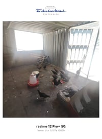 دجاج عرب • ١٢ فروج • ٥ كبار