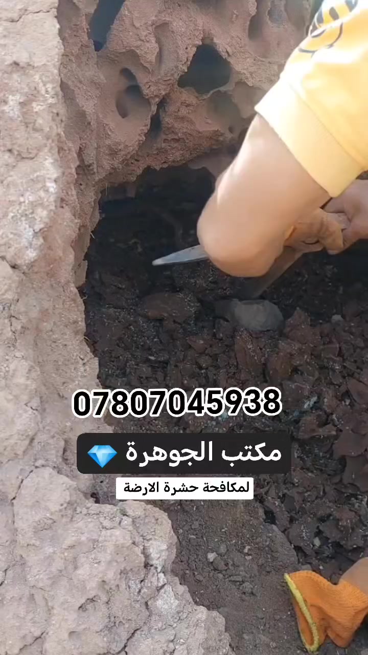 إخراج ملكة النمل في نصف ساعه وكيفيه التخلص من جنودها نهائيا كوادرنا ذات خبرة في مجال مكافحة حشرة الارضة والافات الضارة وبضمان حقيقي نعمل على مدار الساعة! 🕧! 

في كافة محافظاات العراق (🇮🇶)  الآن اتصل بنا وترك الباقي علينة (***********) وات ساب او مراسلة الصفحة الرئيسية ☎️
