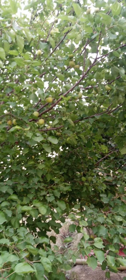 بستان للبيع...

المساحه الكليه دونمين ونص سند زراعي 25 يتحول بالطابو كافة الخدمات متوفره ماء نهر  وكهرباء قريبه ع شارع العام شارع السياحي تبعد 500 متر  تحتوي ع نخيل واشجار فواكه تين وعرموط وحمضيات تصلح سكن ونزهه ترفيهيه 

📍 الموقع حله سياحي قرية العتايج

للاتصال ***********
للاتصال ***********
