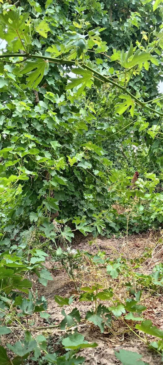 السلام عليكم يوجد اشجار عنب للبيع ***********
***********
