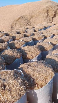 يوجد تبن حنطه مال دراسه جديد مال سنه حجم الجيس 55 واصل البيتك اتصل ودل...