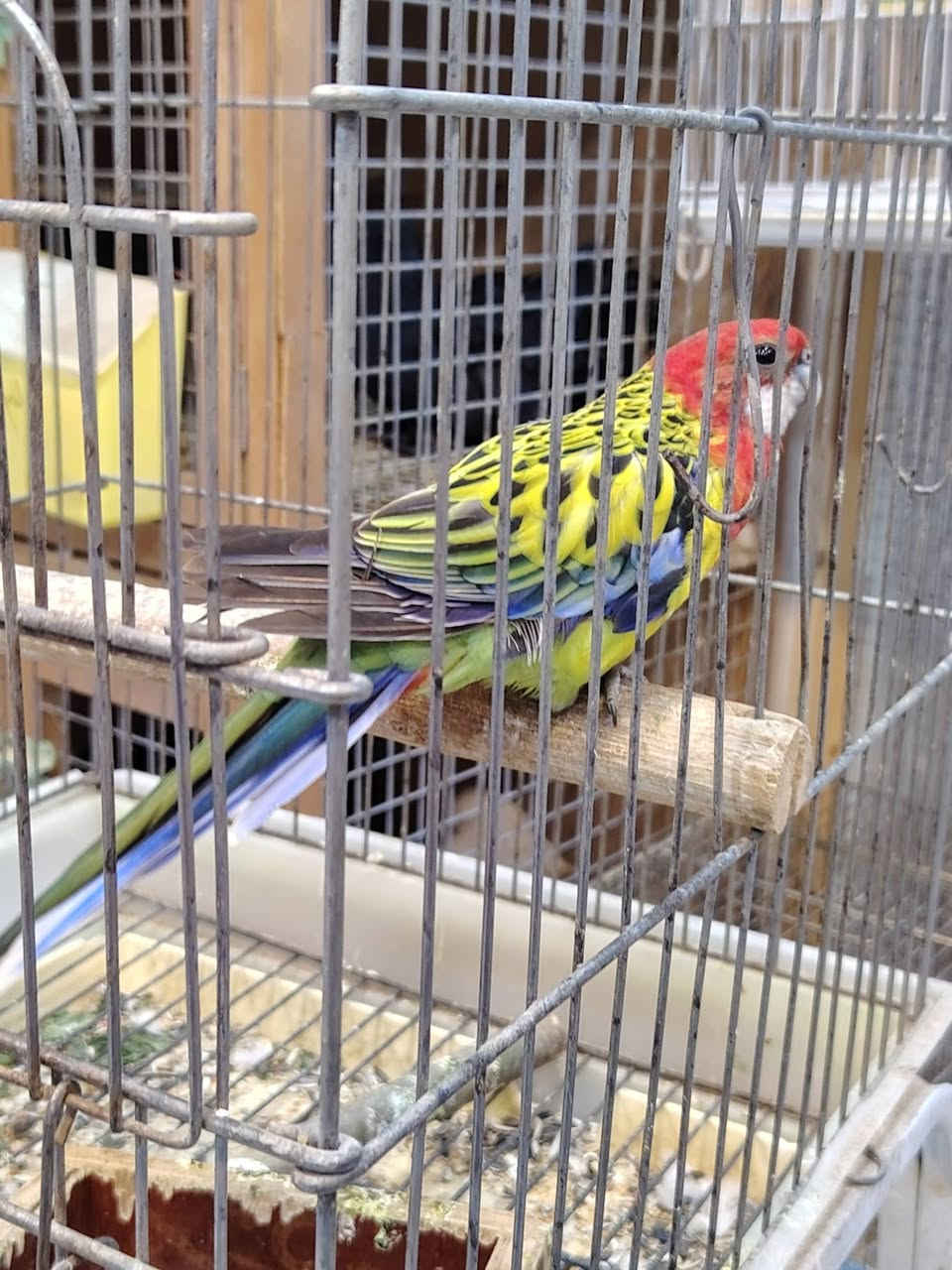 متاح فحل روزلا سعره ٧٥ مكاني الدور شارع النائب مجاور ياسر الخياط *********** الشراي يخابر ويدلل توصيل ماعندي
