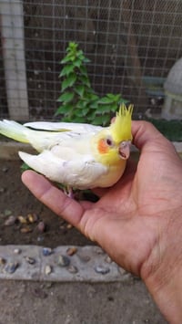 افراخ كوكتيل • شكري عين حمره • بابل الحمزه الغربي