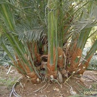 فسائل استعمران • انواع ثانية • سوق الشيوخ الحكيكة