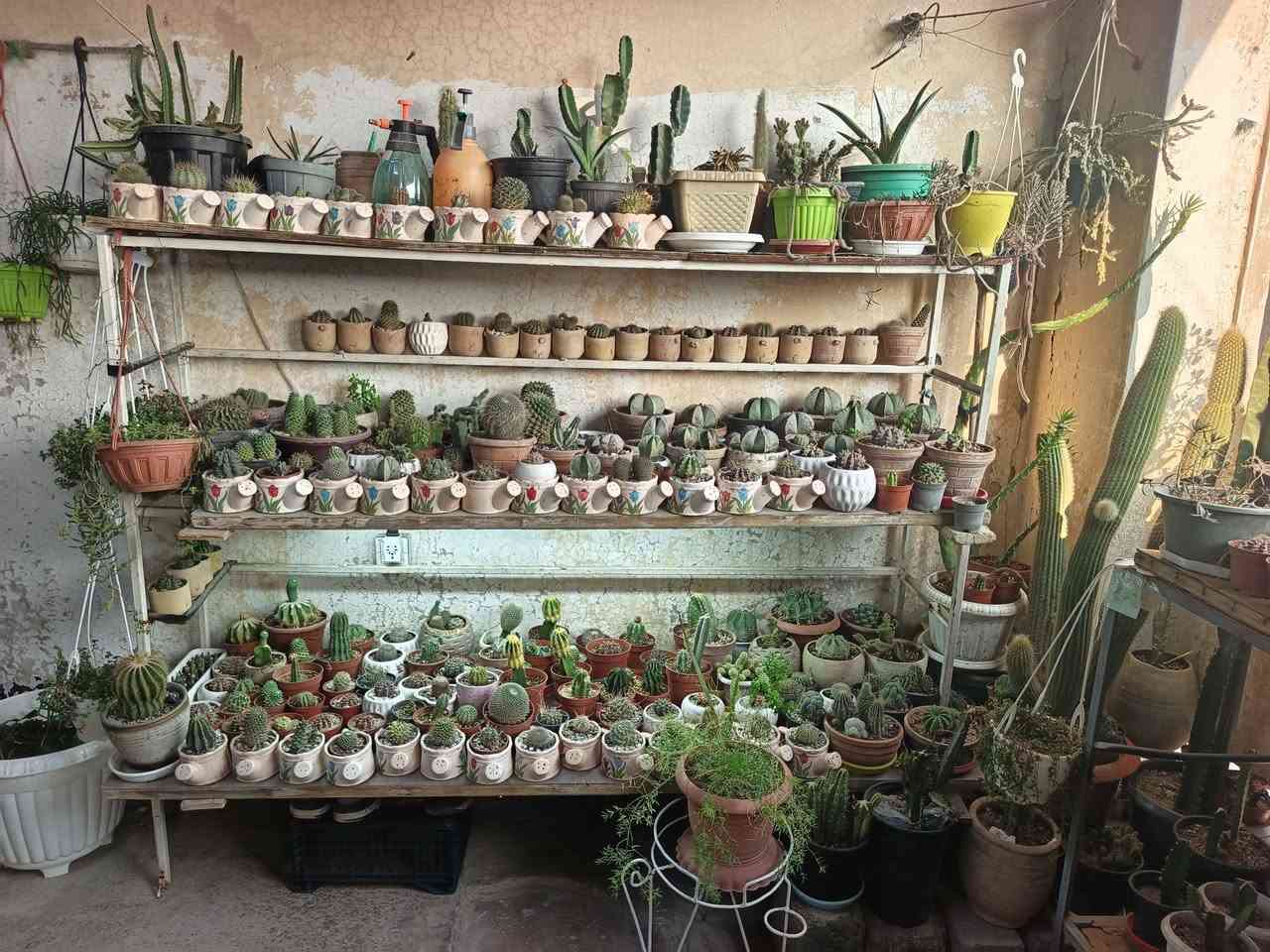 نبات للبيع منهم نوادر هيا والحديد مكاني موصل موصل, نينوى


**إذا كنت صاحب هذا الإعلان وتريد حذفه لأي سبب، رجاءا أرسل رسالة إلى الدعم الفني**