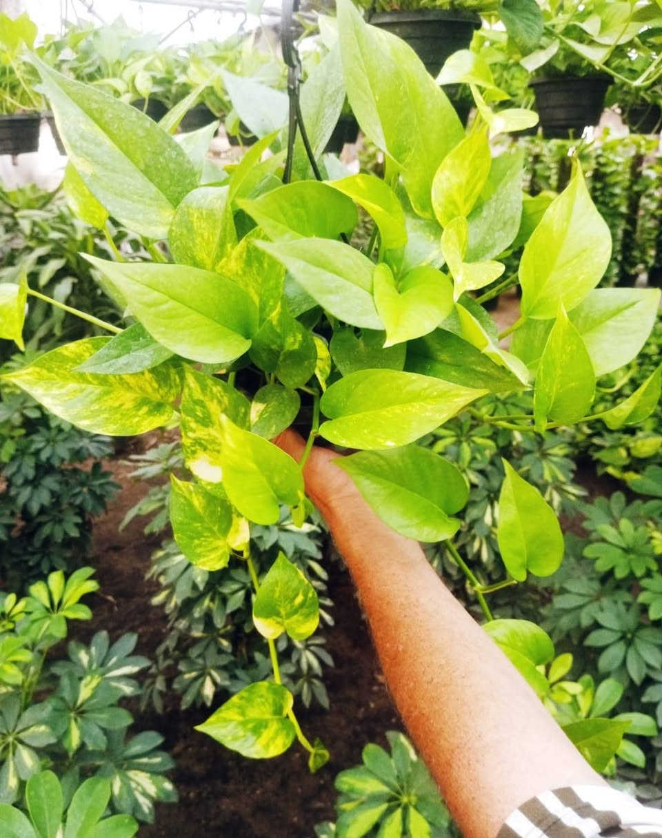 🌿✨ وصلت أجمل أنواع البوتس الطبيعية بأقل الأسعار 
 البوتس الاستيك متر ونصف 
 البوتس المتر العريض 
 البوتس الهانج 
ديفنباخيا تروبك 
السنجونيوم الهانج 
لمسة فخامة وأناقة تناسب المنزل والمكتب والحدائق الداخليه 
✅ نباتات صحية 
✅ جودة ممتازة 
✅ مناسبة للمنزل، المكاتب، الكافيهات، والفلل
✅ سهلة العناية وتضيف لمسة طبيعية فاخرة
📍 متوفر الآن لدى Royal Garden 
بأقل الأسعار  💪


**إذا كنت صاحب هذا الإعلان وتريد حذفه لأي سبب، رجاءا أرسل رسالة إلى الدعم الفني**
