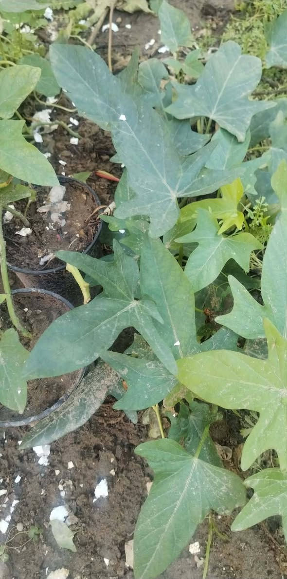 متاح لدينا شتلات متسلق البطاطا الحلوه لطلب والحجز واتساب ***********
السماوه أو مراسلة الصفحه يوجد خدمة توصيل طلبات داخل السماوه
