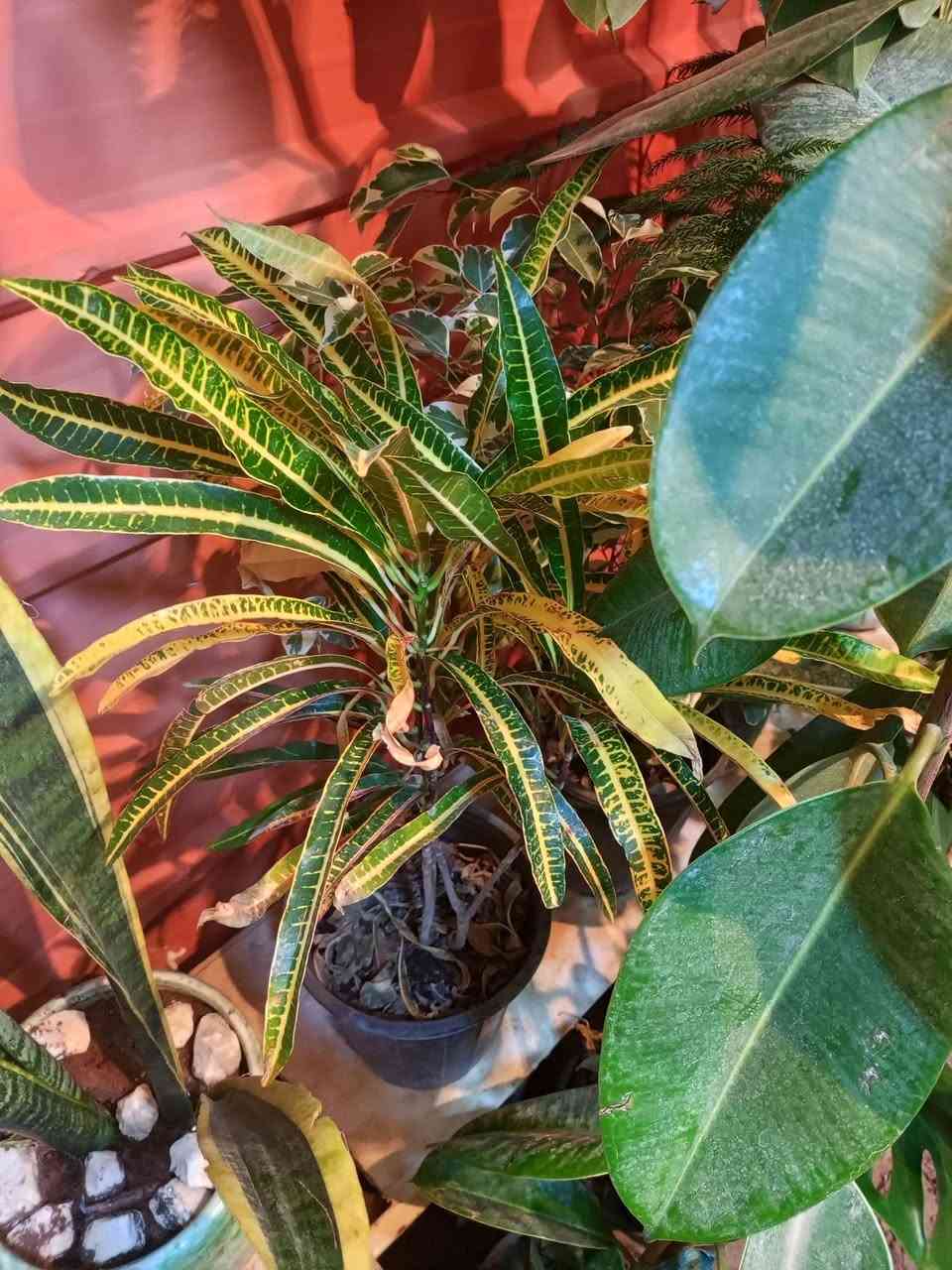 💯💯💯💯💯مشتل الجمعيه 💯💯💯💯💯 
يتوفر لدينا كافه انواع النباتات الظليه والخارجيه 
الدجيل الجمعيه خلف الدفاع المدني 💯 
للاستفسار *********** واتساب مازنجر 
توجد لدينا خدمه توصيل داخل الدجيل 💯
