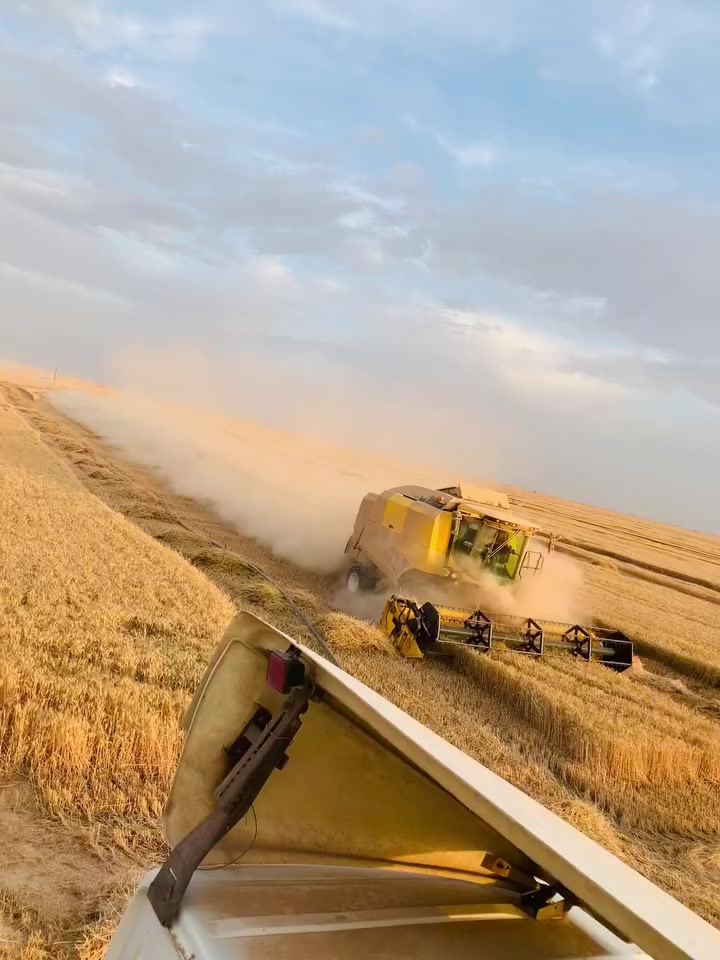 السلام عليكم حاصدة للبيع موديل 2020
خمسة بلم اوربي فول مواصفات حجم 5.90  للاستفسار الاتصال برقم ***********
