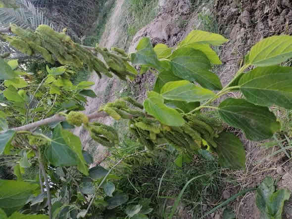 مزرعة للبيع
الموقع بين النجف والمناذرة تبعد عن شارع المناذرة كيلوين متر وتبعد عن نهر الفرات تقريبا 500 متر مساحتها 3 دونم متوفر فيها جميع الخدمات شارع تبليط وشارع خدمي خلف المزرعةماء إسالة كهرباء خطين كوفة ومناذرة طاقة شمسية 16 أمبير 
تحتوي على بيت بناء حديث بمواصفات درجة أولى 400 متر بناء يتكون من 5 غرف بقياس 6*4م وصالتين استقبال بقياس 13.25 * 5م  مخزن خمس مجاميع صحية سيراميك بارتفاع 1.30س سقوف ثانوية ارضية البيت كلها مرمر 
المزرعة تحتوي على

نخيل عدد 110
رمان عدد 40
زيتون عدد 73
تين عدد 82 
حمضيات عدد 41 النوع ليمون وبرتقال ولالنكي ورارنج
مشمش وقوجه عدد 6
تفاح عدد 5
وسوباط عنب فيه ثلاثة أنواع من العنب
سدر مركب عدد 5
سدر عراقي عدد 9
توت شجرة واحدة
أنواع النخيل مجهول عدد 4 برحي عدد 4 بريم عدد 6 مكتوم عدد 8 خلاص عدد 2 دقلة نور عدد 1 نيرسي عدد10 بلكه عدد 4 عجوه عدد 1 شيشي عدد 1 حابسي عدد 1 سلطاني عدد 1 شويثي اصفر عدد 2 خيارة عدد 1
بقية النخيل هو عمراني وخستاوي وخضراوي وشكر وبربن وكم وحده زهدي وكم واحد فحل النخيل تقريبا كله نشو وبعضه فسائل صغيرة ولكن اصغر واحدة عمرها ثلاث سنوات واغلب النخيل حمال كذلك جميع أشجار الفواكه مثمرة
المزرعة فيها بئر وتسقى عن طريق بوري 6انج ممتد على طول المزرعة وهناك بوري ثاني لنظام التنقيط
المزرعة مسيجة سياج BRC وقسم بلوك.
لمعلومات اكثر والسعر التواصل على الرقم 
***********
