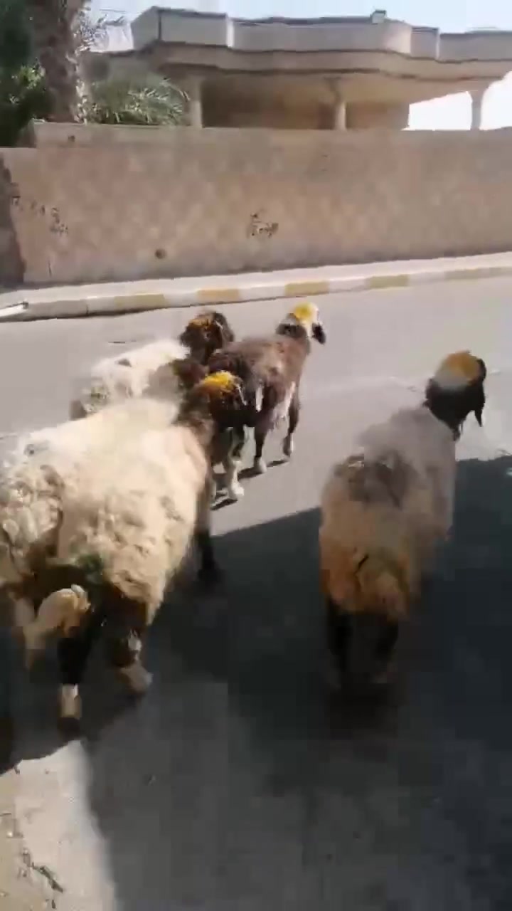 وراجين مال مجنوي درج اولى العنوان بيجي الشراي يتصل عل رقم ‏‪***********‬‏
