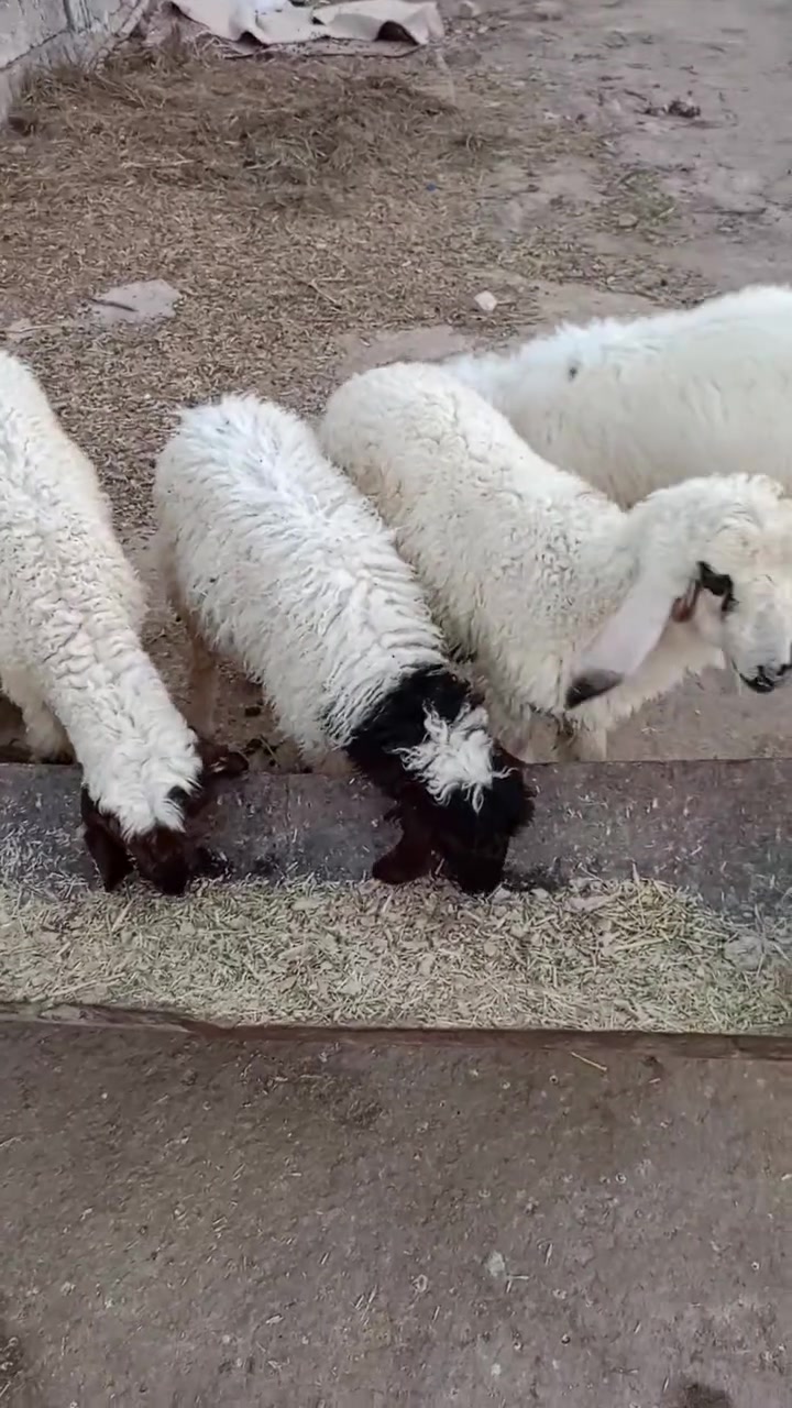 5طليان للبيع كصه وحده 2نثايه و3ذكوره طليان حلوات مال نذر الشراي بيه خير ويدلل مكان الكوت الخاجية شارع بدرة وهذا رقمي ***********
