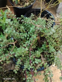 للبيع • توصيل • ديكور وحديقة