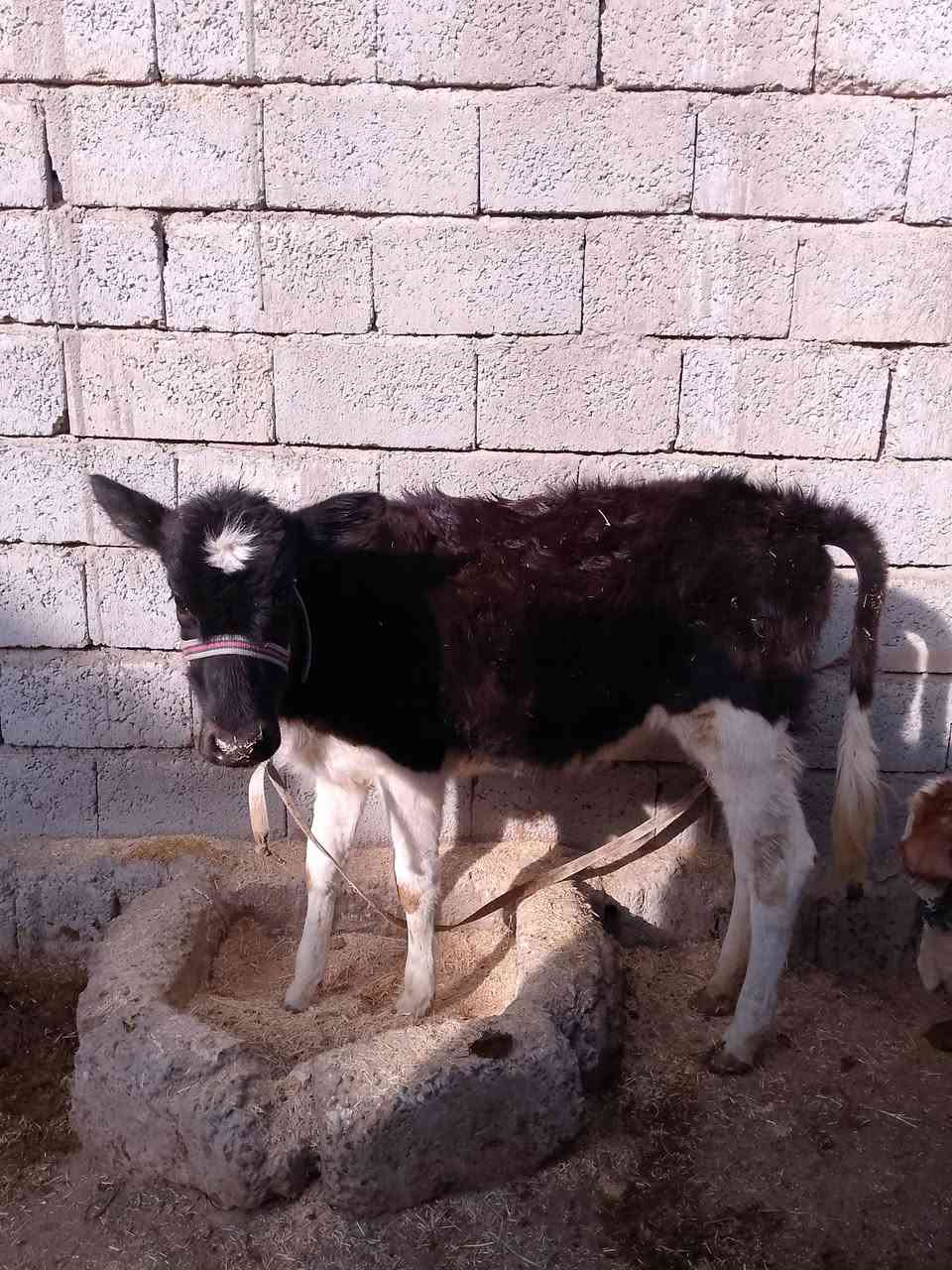 السلام عليكم للبيع حوليه جنس اصليه مالت بيت ترهم ربط وترهم جنيه السعر 830وبيها مجال قليل الاستفسار الاتصال على الرقم ***********
