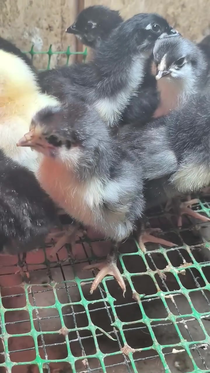سڵاو
جوچکە بۆ فرۆشتن تێکەڵەیەک لە ئەتاکس و کوردی و گوپن شتی جوان و تەندروست
شوێن کەلار
نرخ جووتی  سێ هەزار
گەیاندن هەیە
ژم/ ***********
