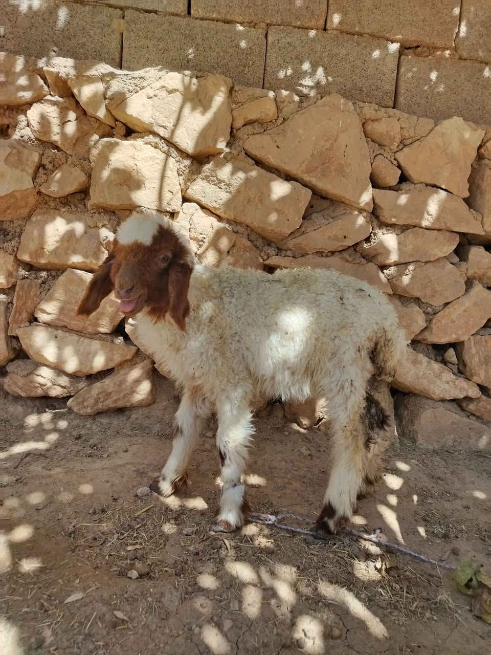 مشاءالله فطيمه زغير حلوه ترهم لكوشه وترعه وحده شرط النصاح السعر 110العنوان القائم كرابله تواصل على  الرقم ***********
